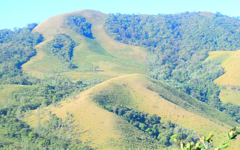 Rolling grass hills of the Mullayanagiri range above Chikmagalur
