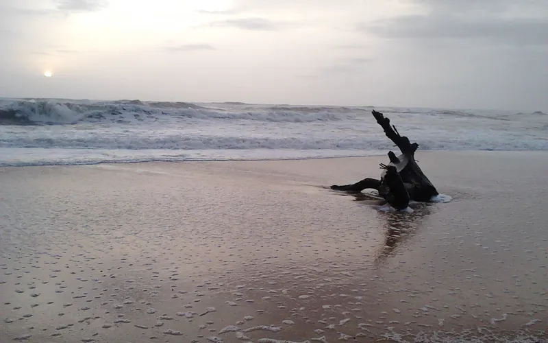 Driftwood on the wet sand at sunset on the Mangaluru coast