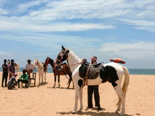Saddled horses waiting with their handlers on a wide sandy beach